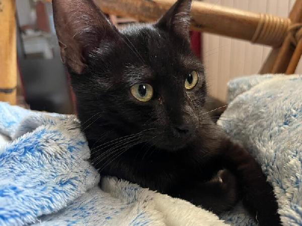 GINA: DOLCISSIMA MICINA DI 5 MESI CERCA FAM. Foto 3